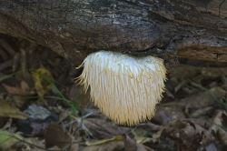 Lion's mane fungus